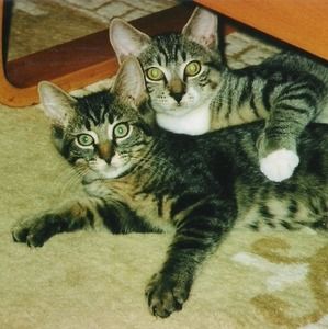 Meet your Posher, Simone